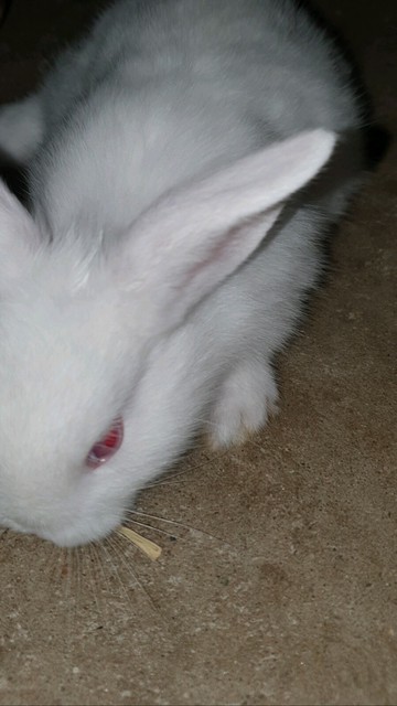baby rabbits for sale gumtree
